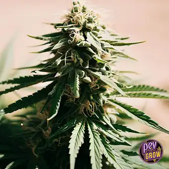 Pakistan Chitral CBD Dişi –...