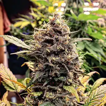 Strawberry XXL Auto – Söt...