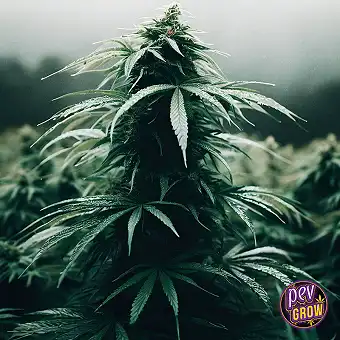 White CBG Feminizowane...