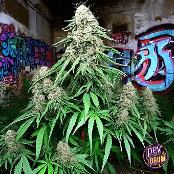 Black Domina Auto CBD –...