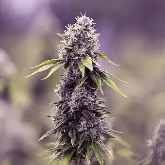 Blackberry Auto – Kompakt,...