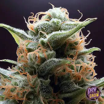 G13 Auto no Spain Seeds –...