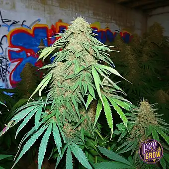 Gelatti Feminiserade Frön –...