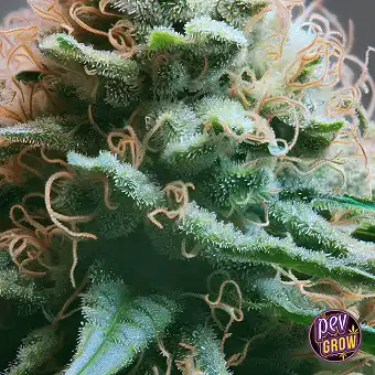 OG Kush CBD Feminizētas...