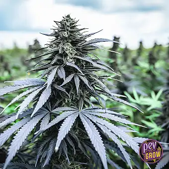 Papaya Feminiseeritud...