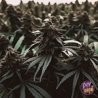 Tangerine Dream Feminized...