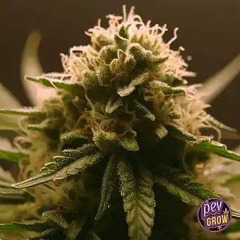 Tangie Feminizada Hautsak –...