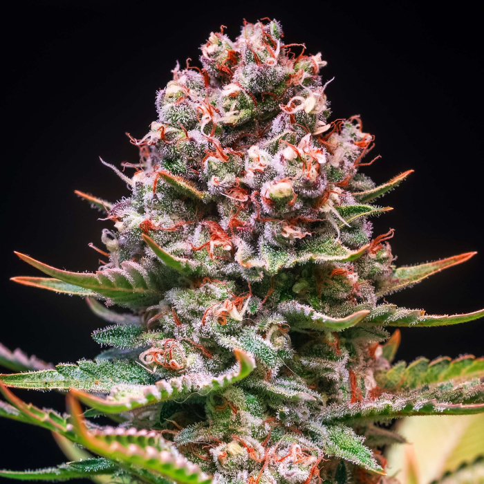 Afghan Kush, is a plant that we can grow indoor and outdoor, it is very resistant to pests and has a high production capacity...