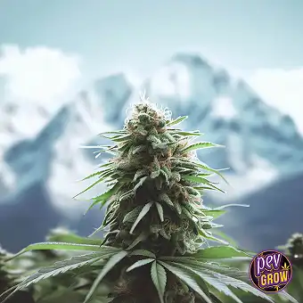 Amnesia Haze Auto – Spain...