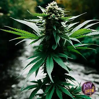 Nasiona feminizowane Black...