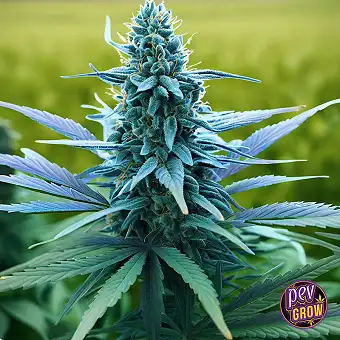Cake Mix Feminized Seeds –...
