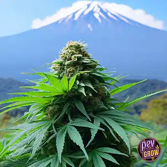 Grape Ape feminiserte frø –...