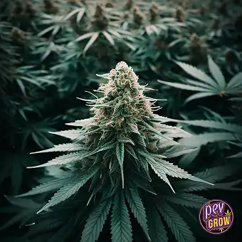 Σπόροι Grapefruit Feminized...