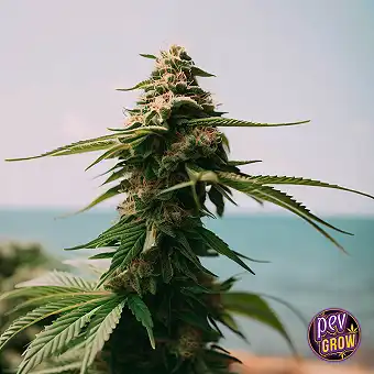 Grease Monkey Feminiserade...