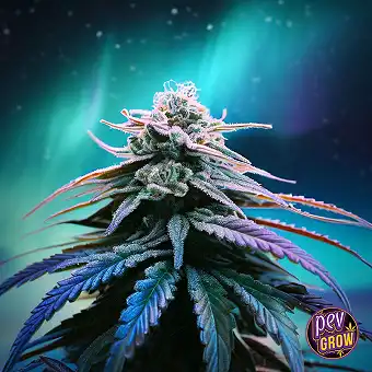 Italian Ice – Sementes...