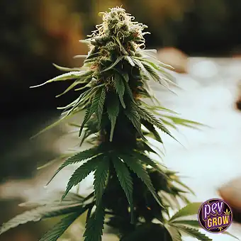 Jack Herer CBD Autofloare –...