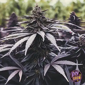 Key Lime Pie Feminizētas...