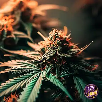 LA Confidential Feminized...