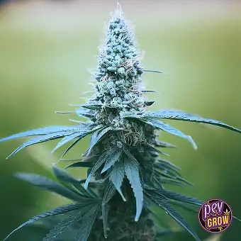 Mendo Breath Feminized...