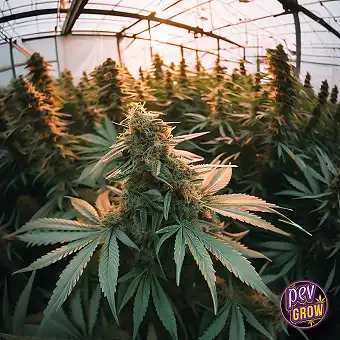 Sherblato Feminized Seeds –...