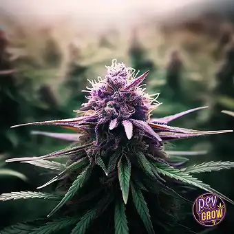 Wedding Crasher Feminizētas...