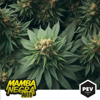 Buy Mamba Negra Auto