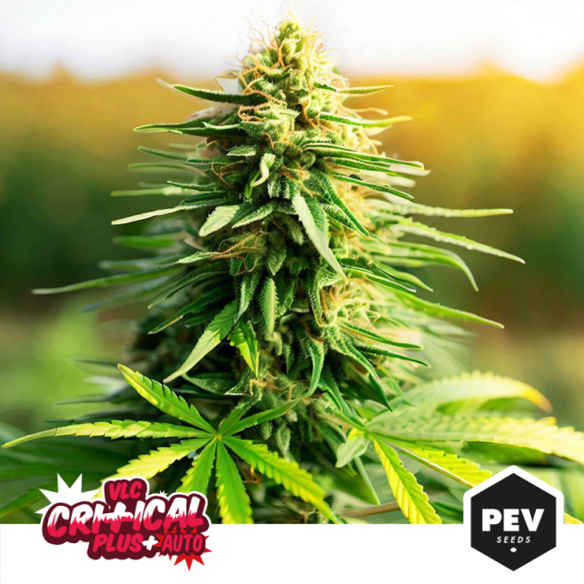 Pochon weed PEV - Achetez un sac d'emballage pour le cannabis chez PEV