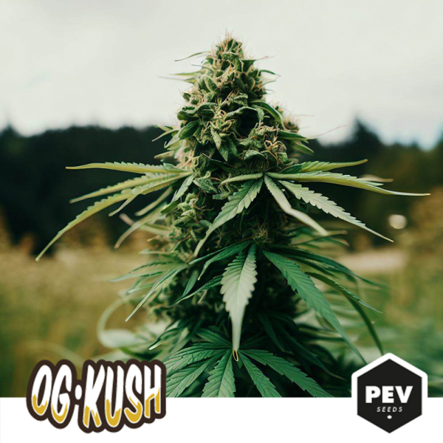 Og KushOg Kush is not only a cannabinoid potent strain, but also provide us with a heady flavor and aroma...