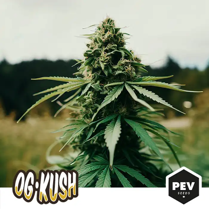 Best Cannabis Grinders of 2022 – Pevgrow