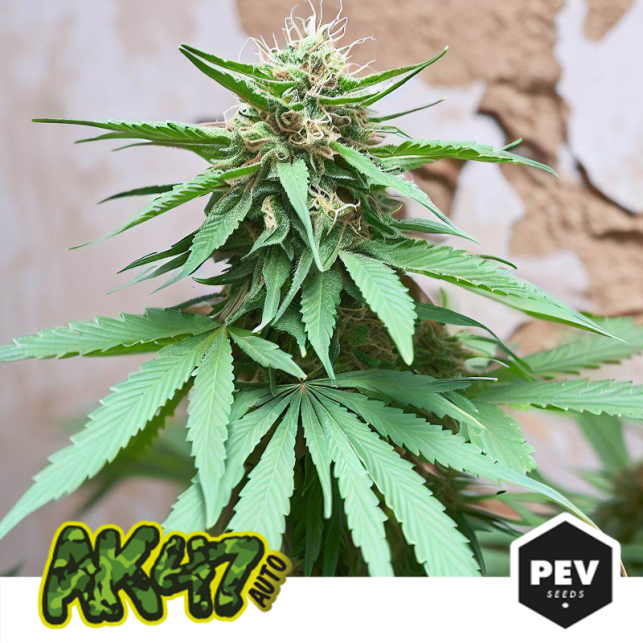 AK 47 Auto PEV Bank Seeds, in just 70 days of crop cycle, gives us a very dense resinous flowers extreme potency, caution users less accustomed...