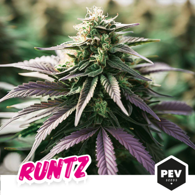 La varietà di marijuana Runtz...