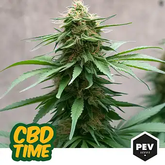CBD Time nőnemű magok – PEV...