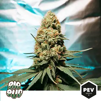 Llavors feminizades Big Bud...