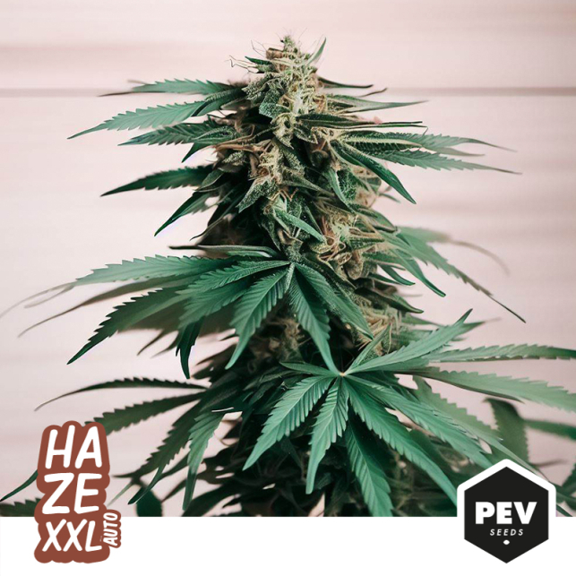 Hazerade XXL Autoflowering, a new automatic variety of PEV Bank Seeds that surprises us with its ease of cultivation