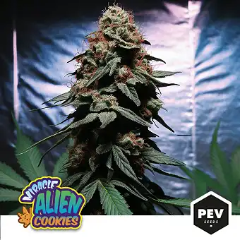 Miracle Alien Cookies ( MAC ) Marijuana seeds - Pevgrow
