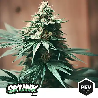 Skunk Auto de PEV Seeds –...