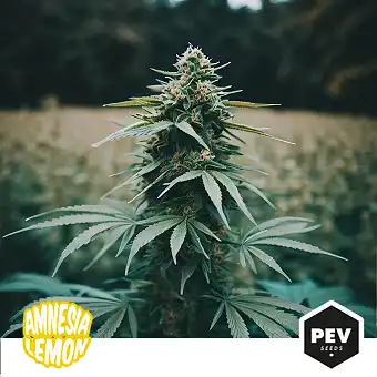 Sementes Feminizadas...