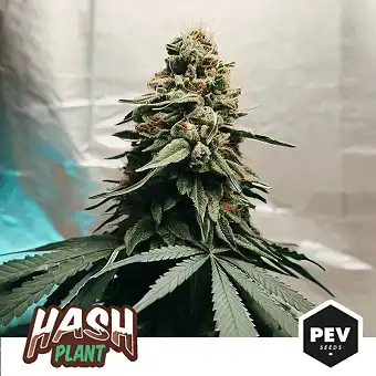 Hash Plant nőstény magok –...