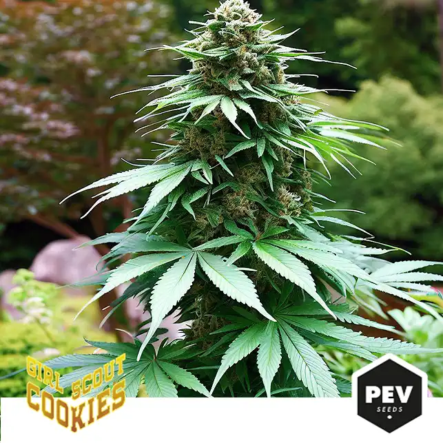 La variedad de marihuana Girl Scout Cookies...