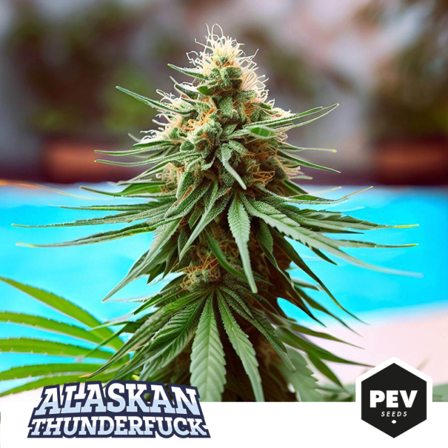 Alaskan Thunder Fuck PEV Bank Seeds...