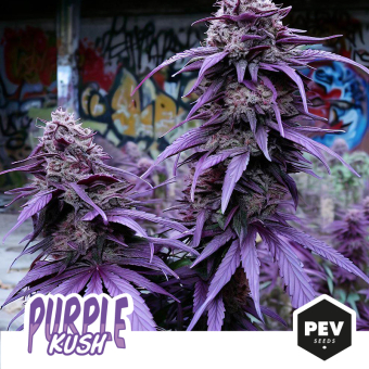 Acheter Purple Kush