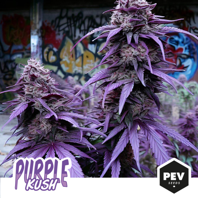 Purple Kush.