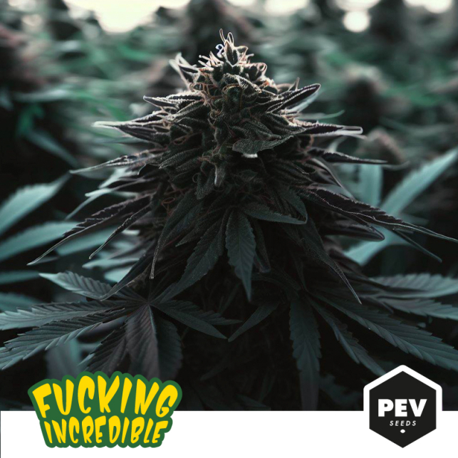 Fucking Incredible Marijuana seeds/Feminized seeds - Pevgrow