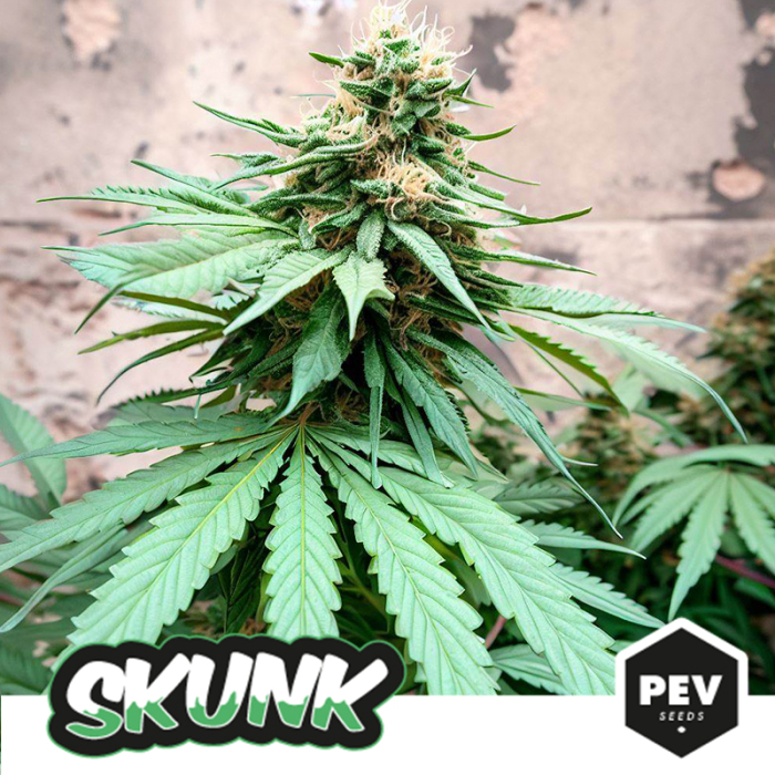 Skunk Generation Feminized, stands out for its extreme resin production