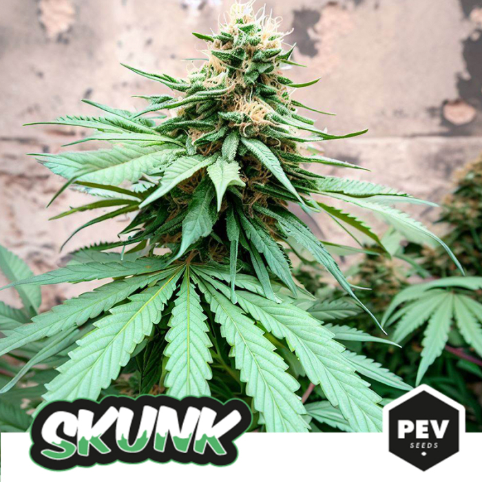 Skunk Generation Feminized, se distingue par sa production de résine extrême