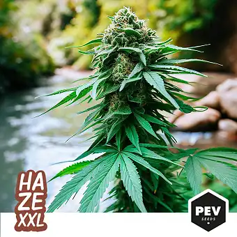 Feminізовані насіння Haze...