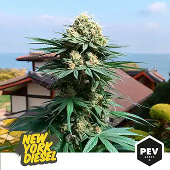 Sementes Feminizadas New...