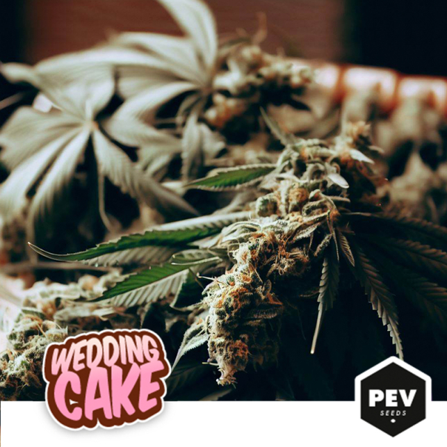 La variedad de marihuana Wedding Cake...