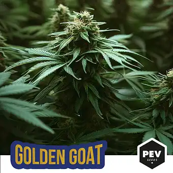 Golden Goat Feminizētas...