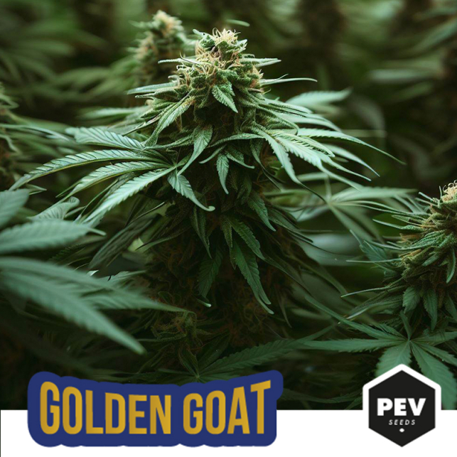 Golden Goat Strain Feminized 100% Pot Seeds - Pevgrow